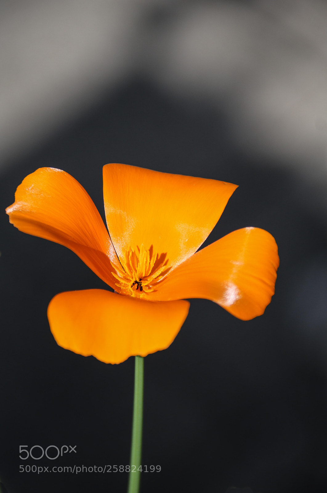 Canon EOS 750D (EOS Rebel T6i / EOS Kiss X8i) sample photo. Goldmohn (eschscholzia californica) photography