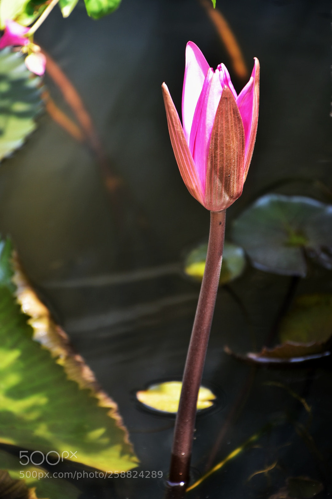 Nikon D7200 sample photo. Light and water lily-peaceful photography