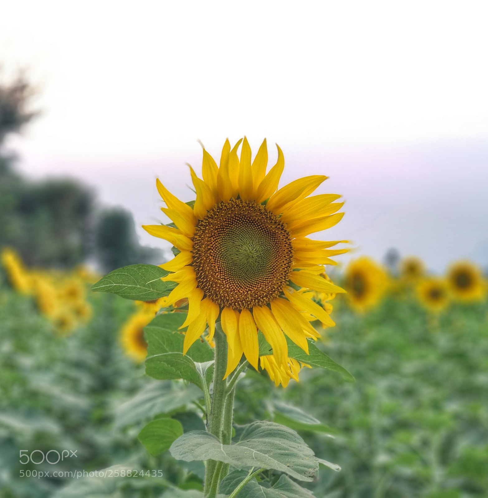 Xiaomi Mi A1 sample photo. Sunflower photography