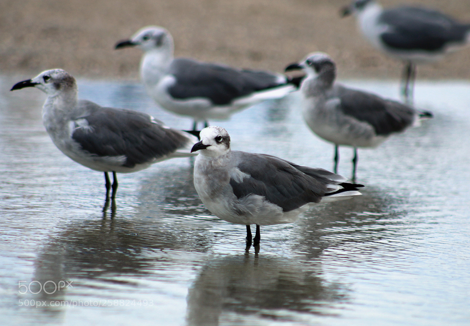 Canon EOS 70D sample photo. Seagulls on the beach photography