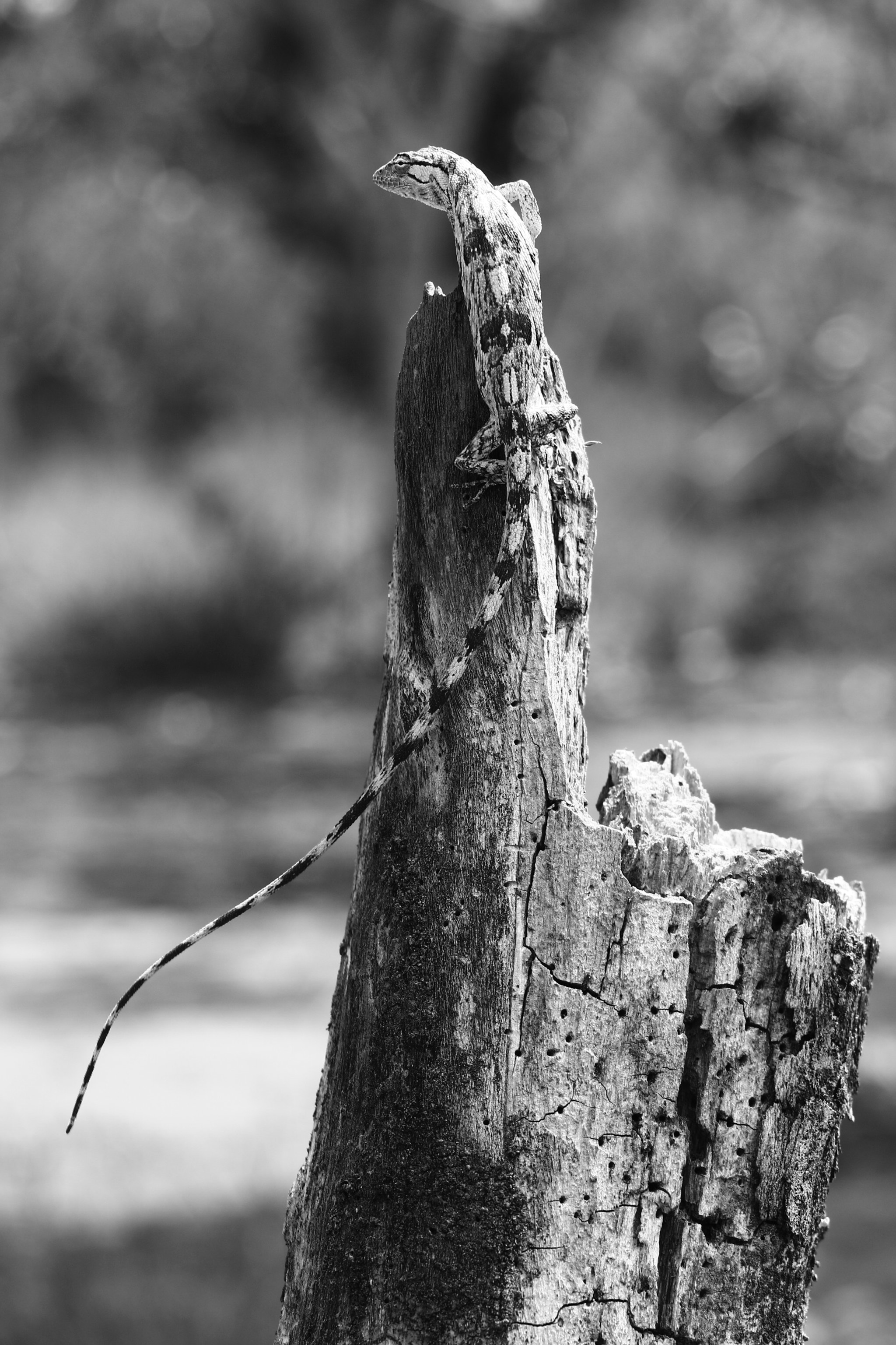 Canon EF 75-300mm f/4-5.6 USM sample photo