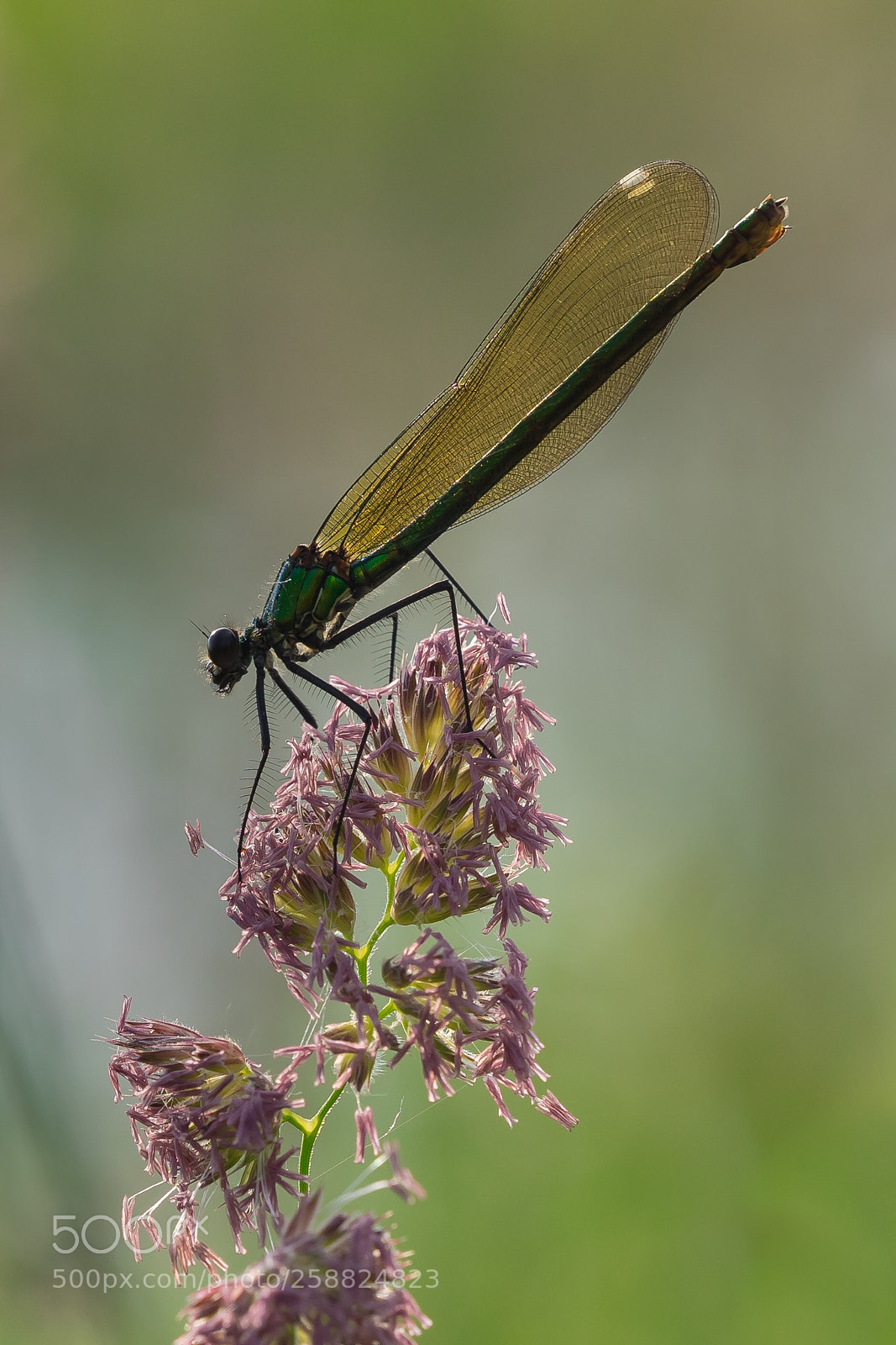 Olympus OM-D E-M1 sample photo. Demoiselle photography