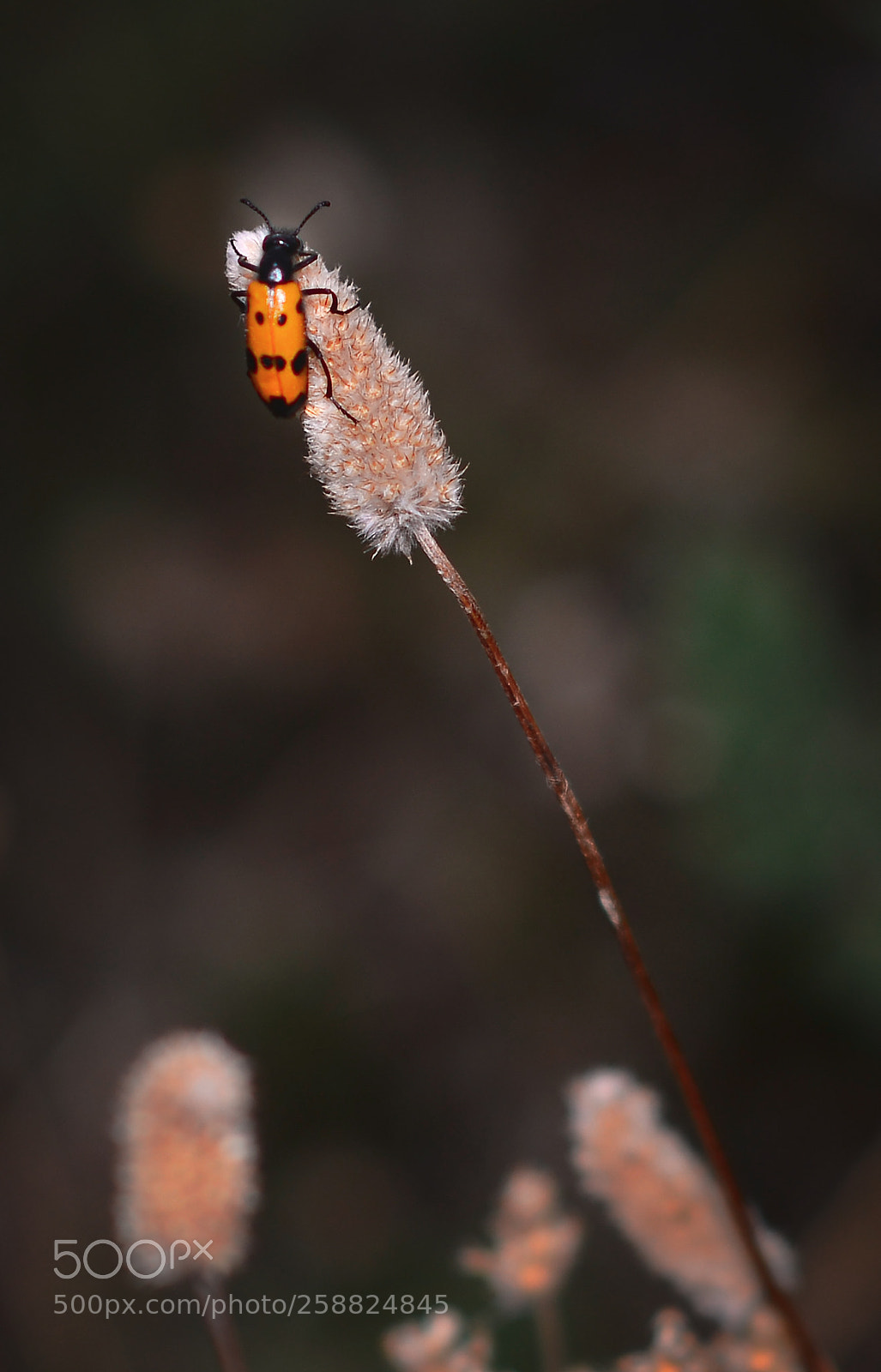 Nikon D800 sample photo. Bugs in the forest photography