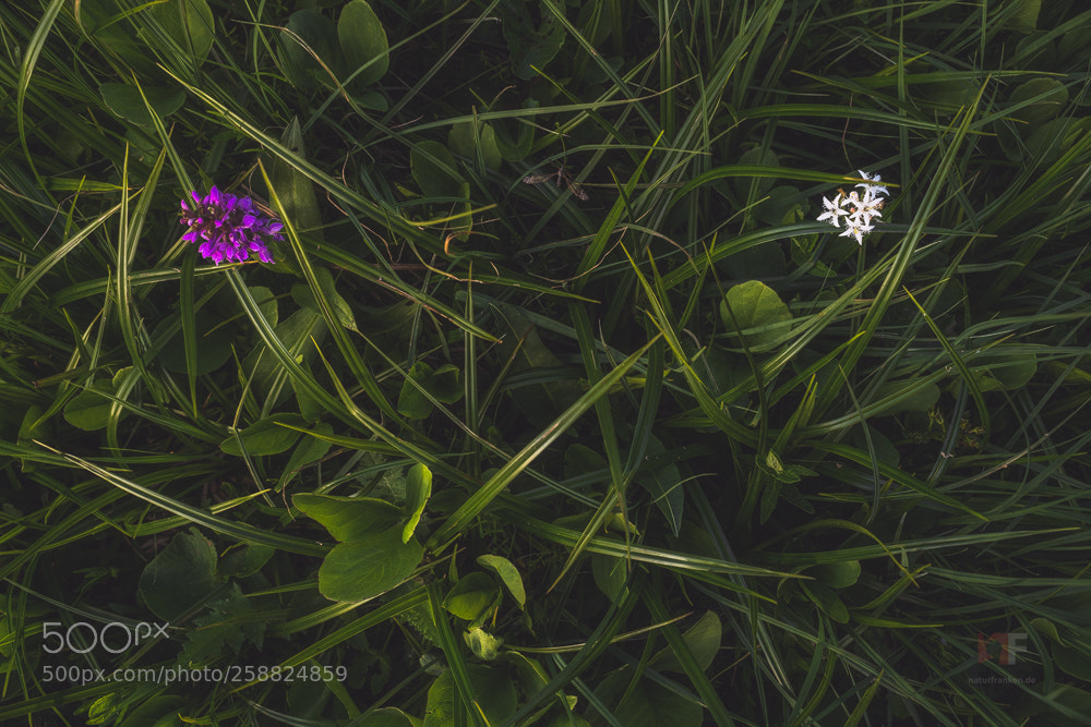 Nikon D850 sample photo. Spring swamp photography