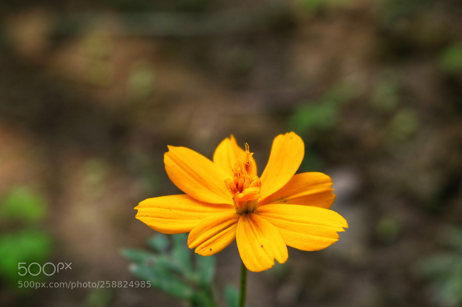 Canon EOS 750D (EOS Rebel T6i / EOS Kiss X8i) sample photo. A flower photography