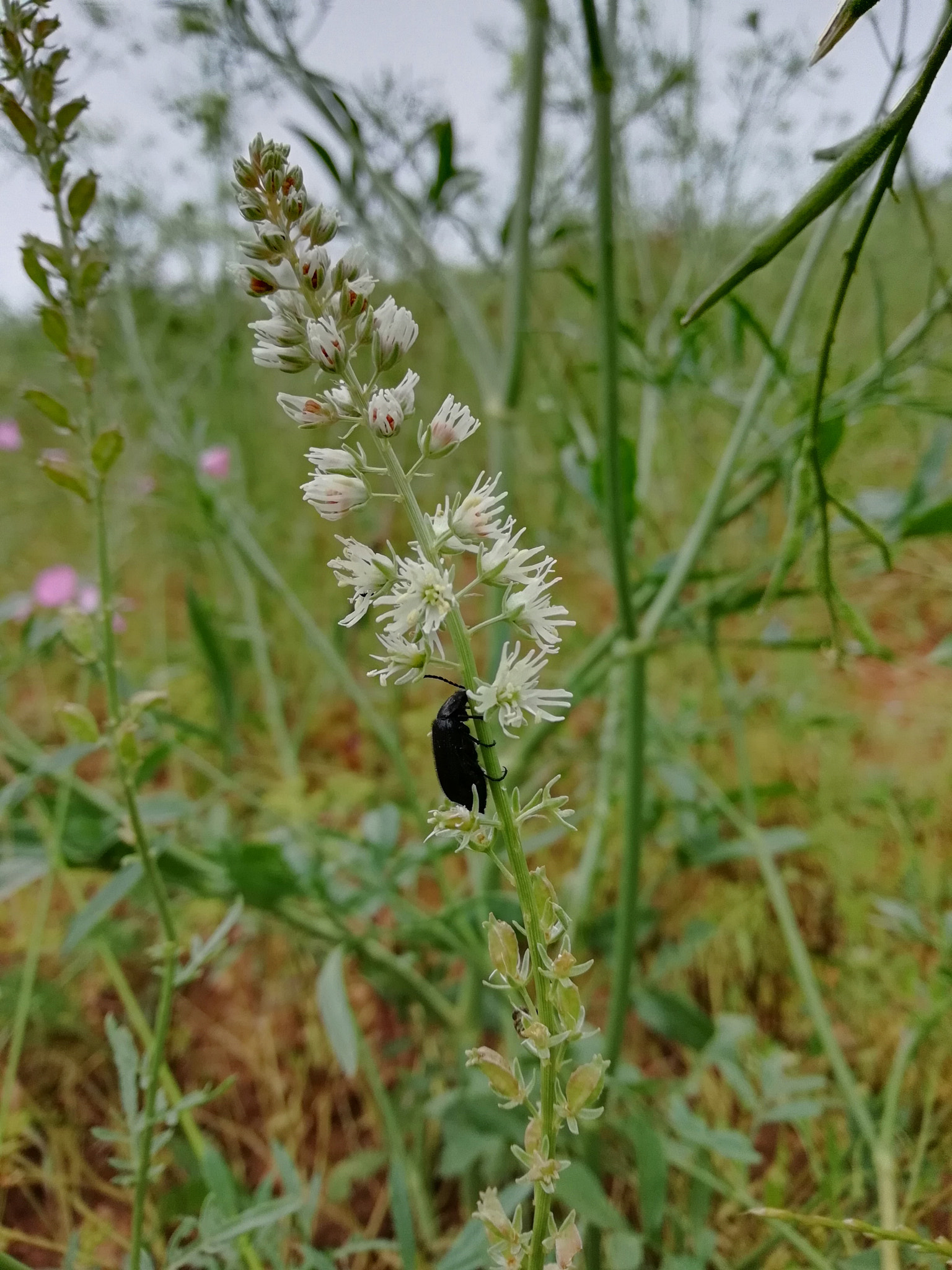 HUAWEI P SMART sample photo