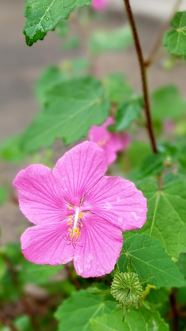Google Pixel XL sample photo. Texas rock rose after rain photography