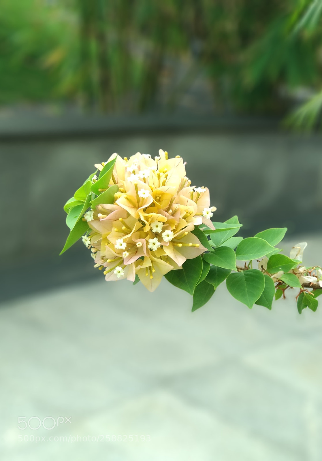 Xiaomi Mi A1 sample photo. Flowers photography