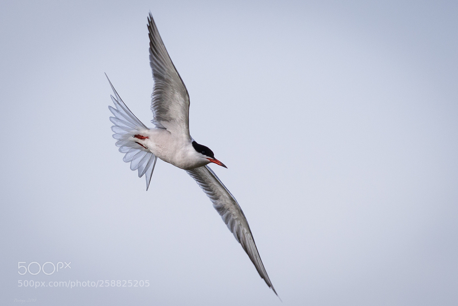Nikon D600 sample photo. Tern photography