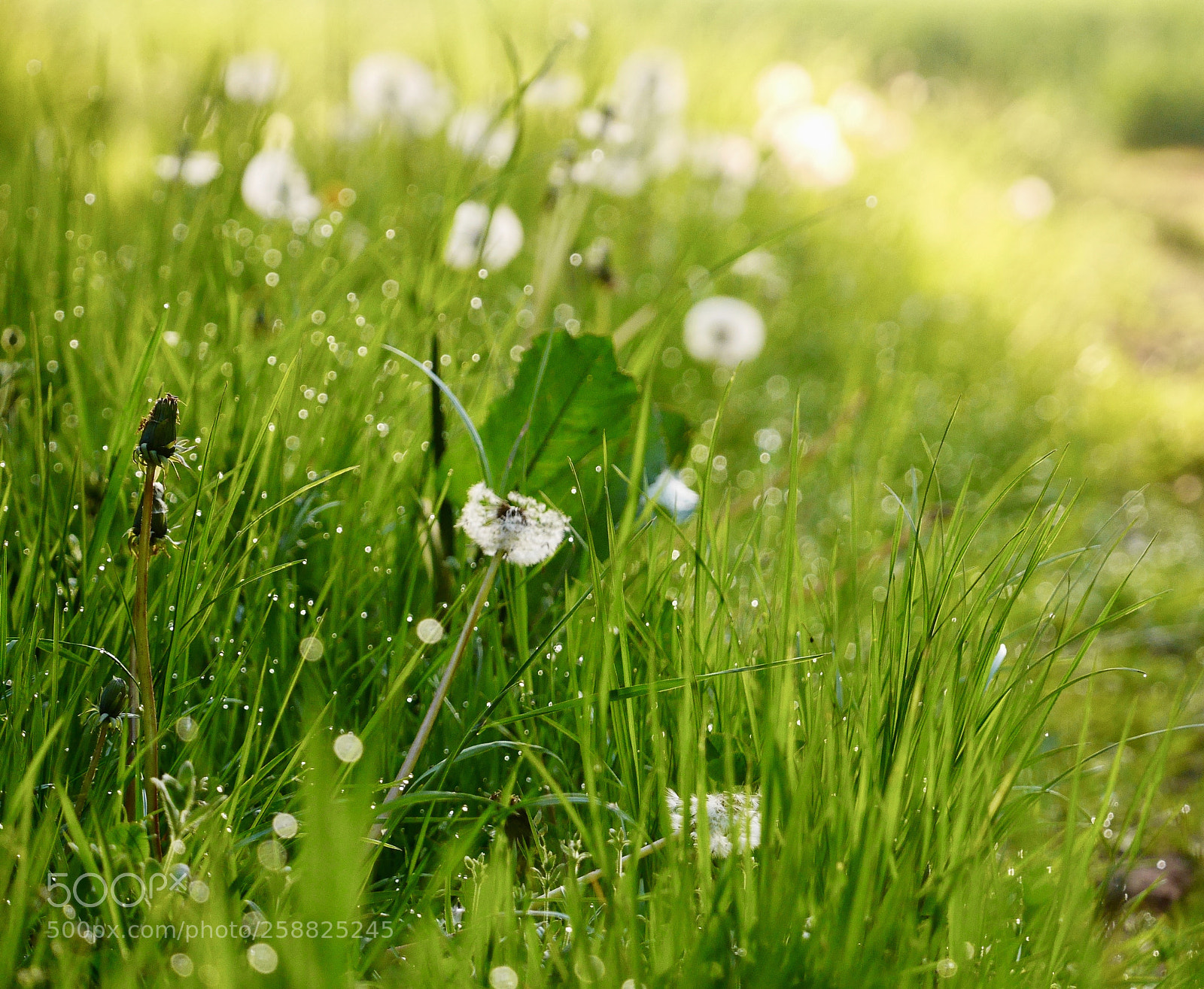 Panasonic Lumix DMC-GX7 sample photo. Into the morning dew. photography