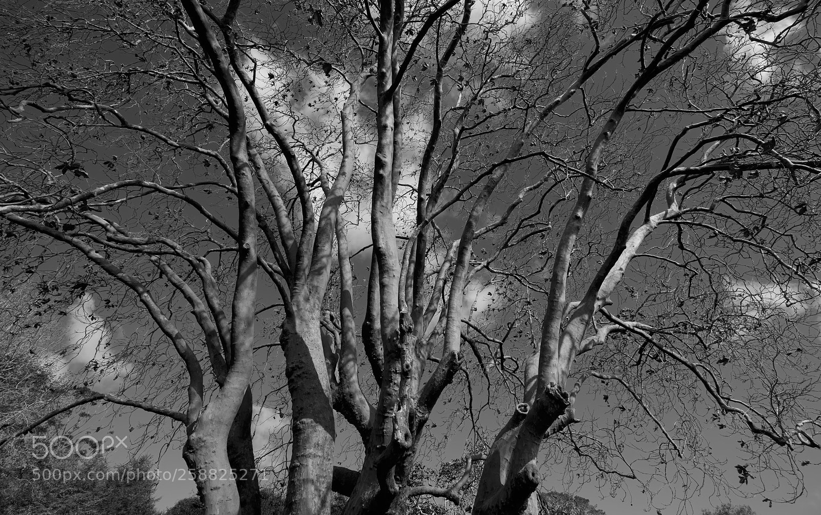 Sony a7R II sample photo. Autumn in auckland photography