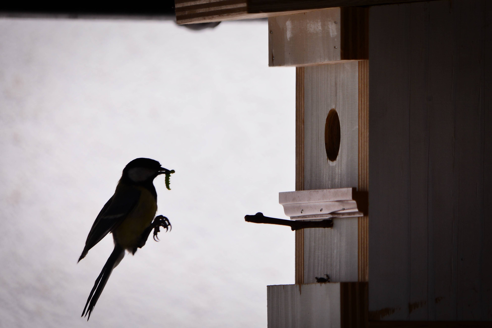 Sigma 150-500mm F5-6.3 DG OS HSM sample photo. Landing of the bird photography