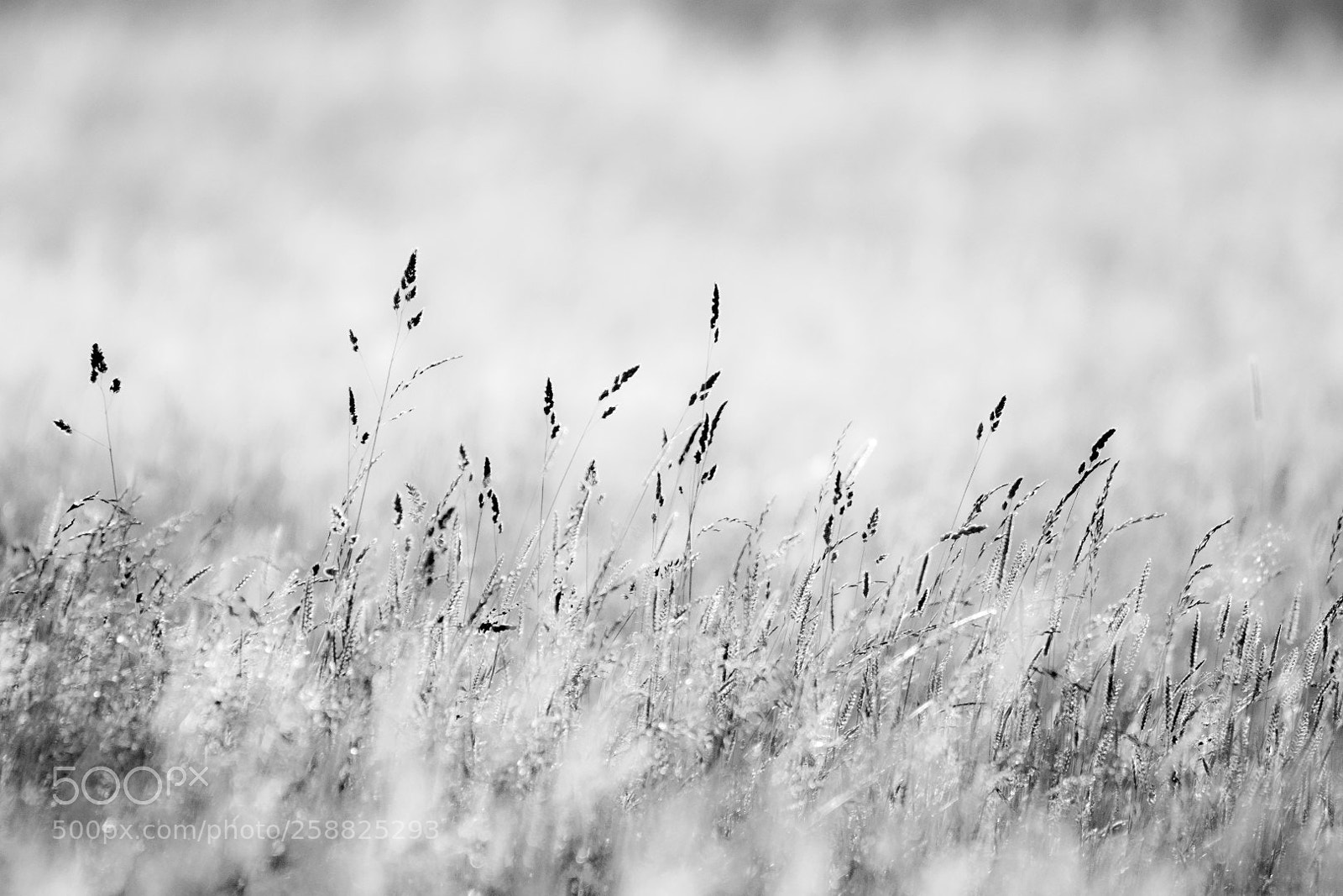Canon EOS 7D Mark II sample photo. Grass photography