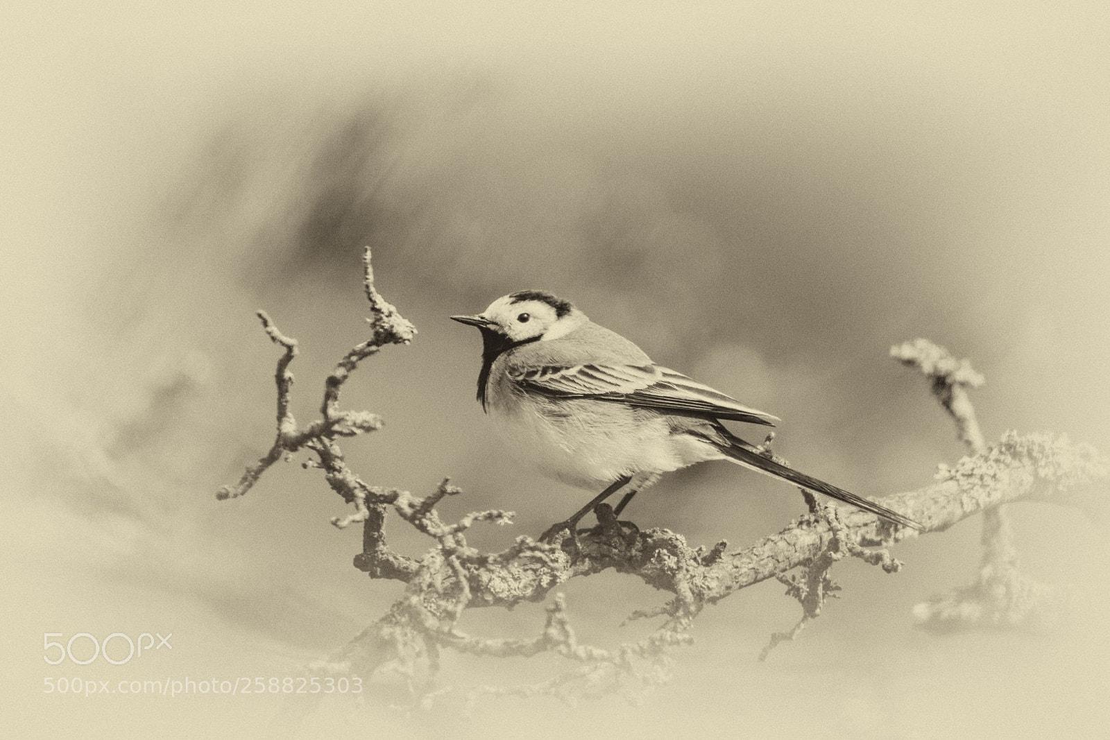 Canon EOS 7D Mark II sample photo. Wagtail photography