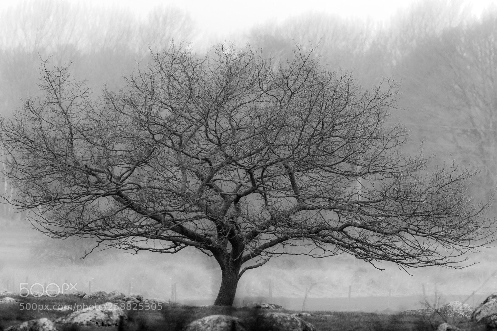 Canon EOS 7D Mark II sample photo. The tree photography