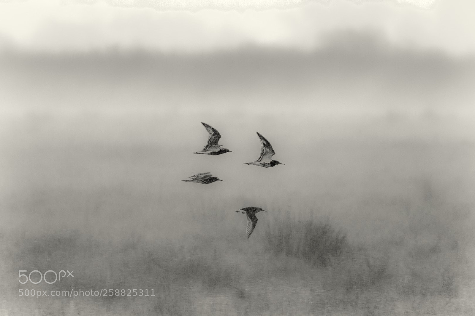 Canon EOS 7D Mark II sample photo. Early morning birds photography