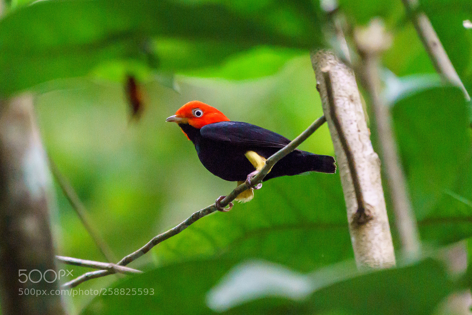 Sony a9 sample photo. Red-capped manakin photography