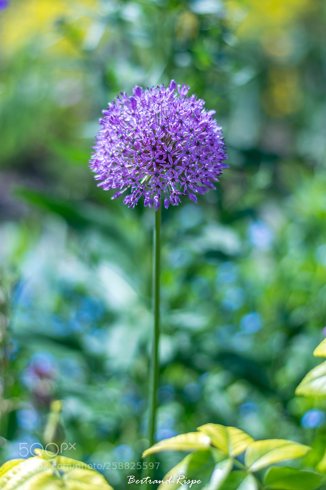 Nikon D7200 sample photo. Boule violette photography