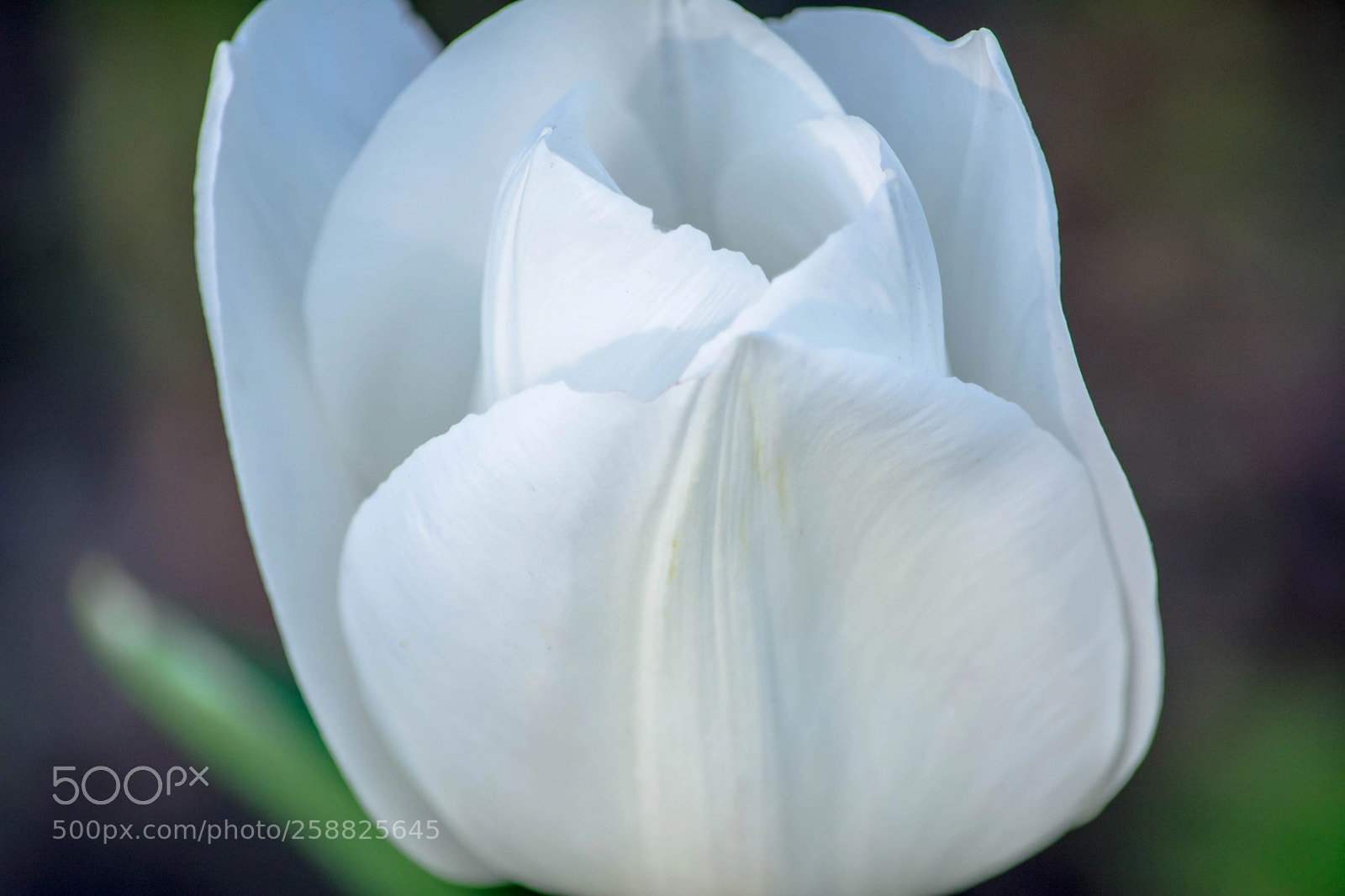 Nikon D7100 sample photo. Flor white and pale photography