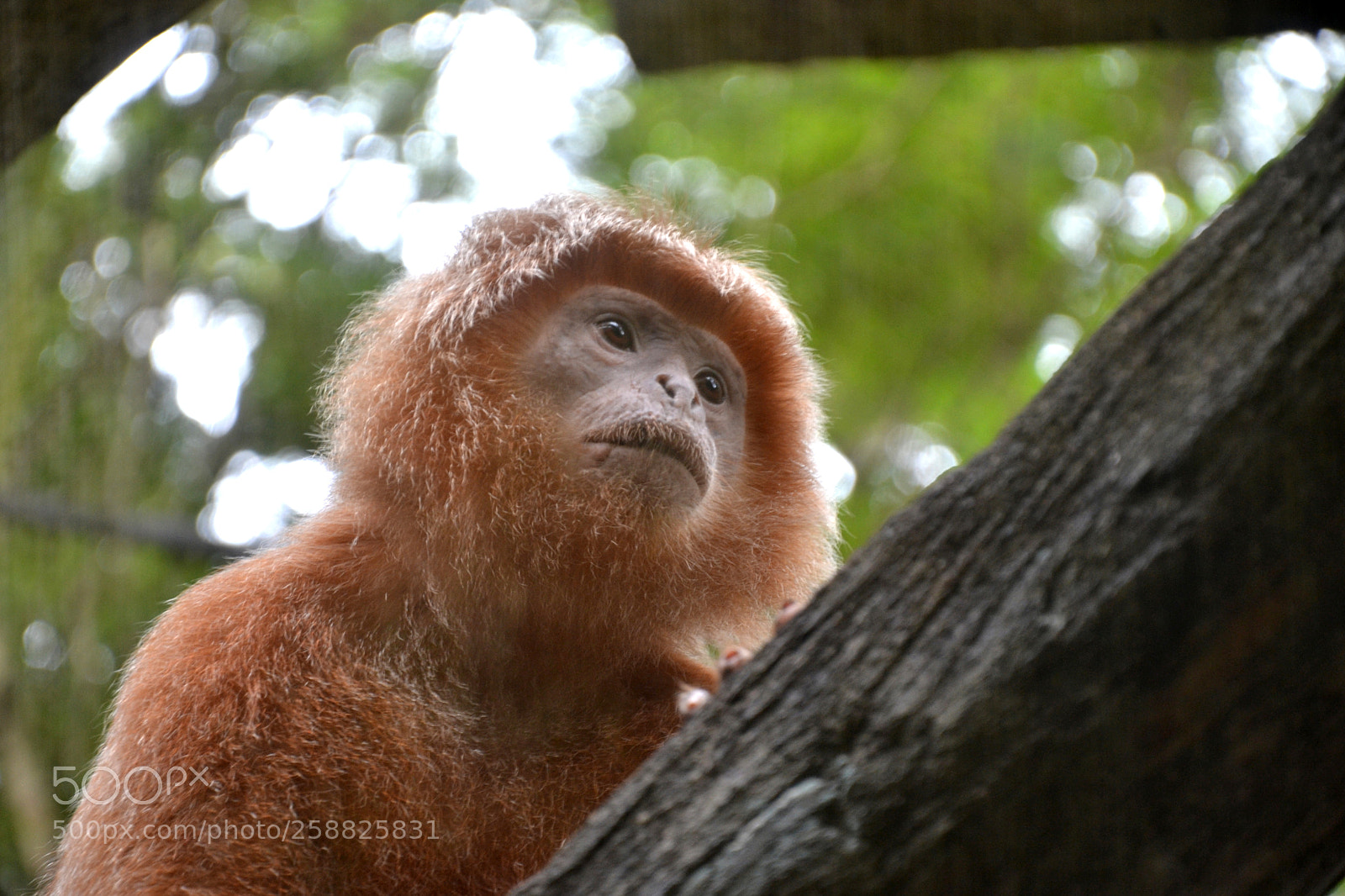 Nikon D3100 sample photo. Little monkey photography