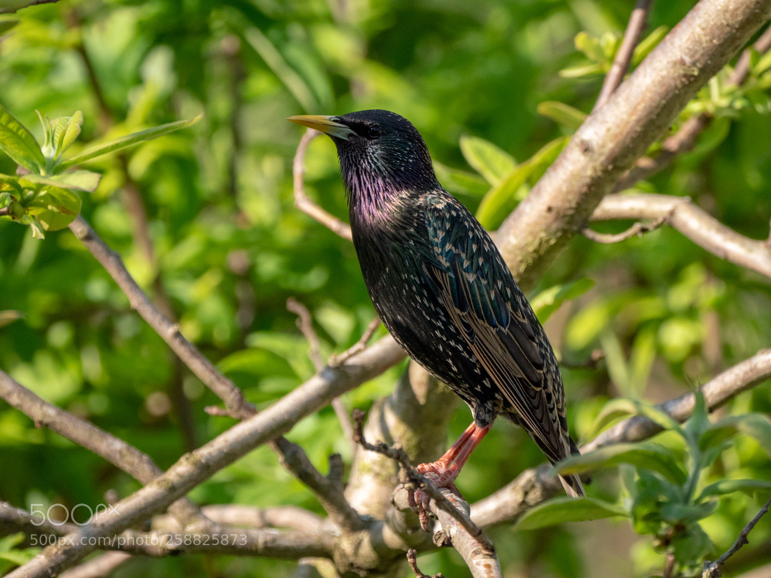 Panasonic Lumix DMC-GX8 sample photo. Der star unseres gartens photography