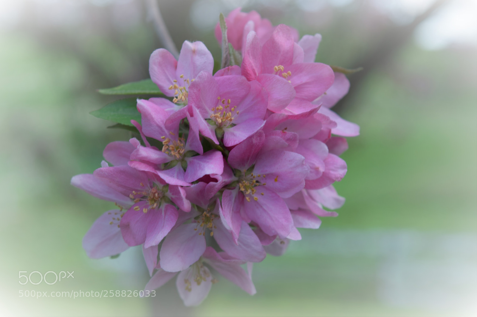 Nikon D3300 sample photo. Spring dream photography