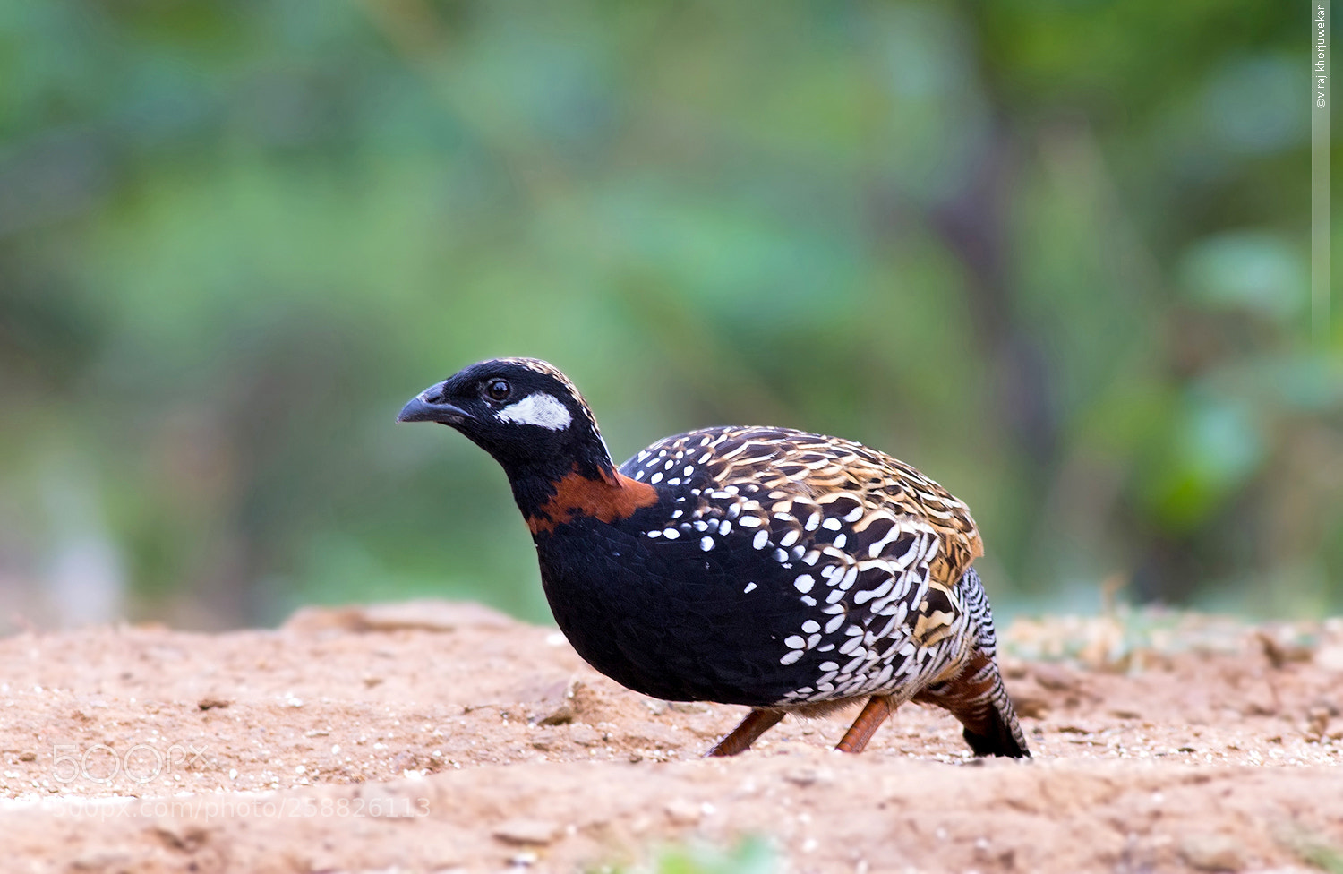 Canon EOS 6D sample photo. Black francolin photography