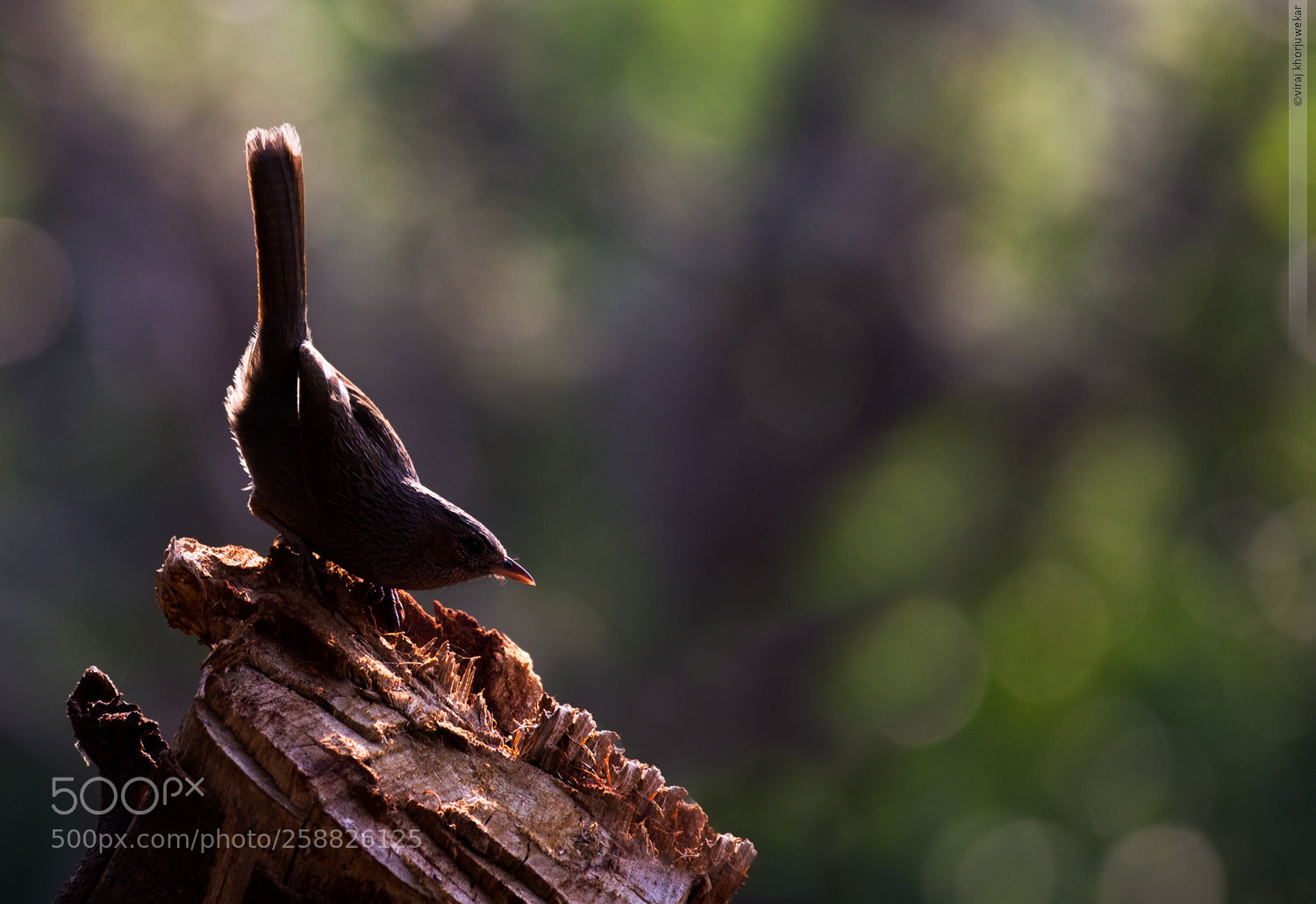 Canon EOS 6D sample photo. Silver edge..streaked laughingthrush photography