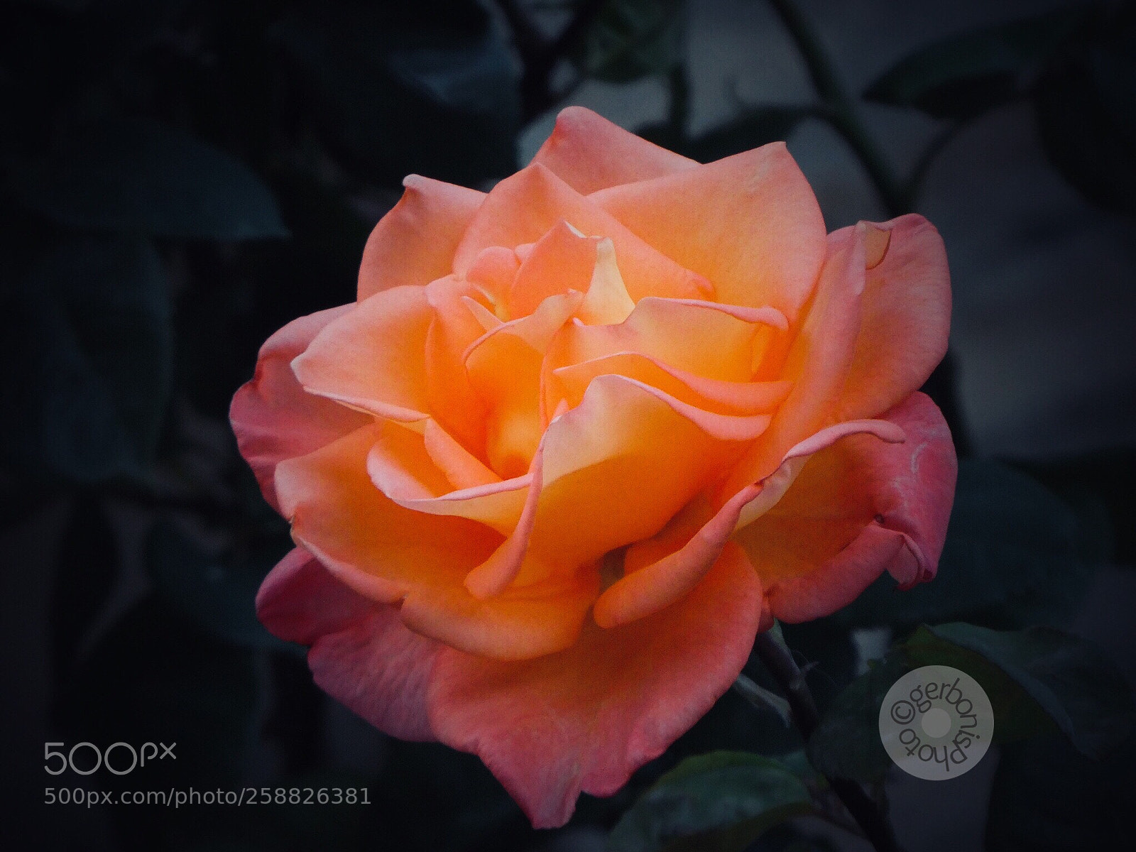 Panasonic Lumix DC-ZS70 (Lumix DC-TZ90) sample photo. A pink rose from photography