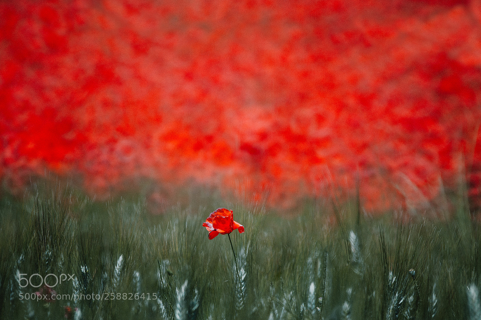 Canon EOS 6D sample photo. Behind the amapolas photography