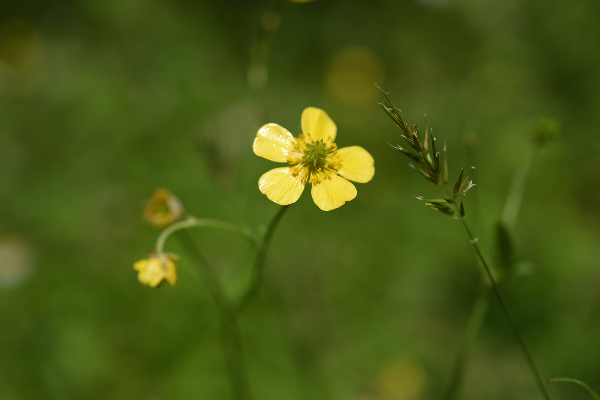 Nikon D750 + Nikon AF-S Micro-Nikkor 60mm F2.8G ED sample photo. ウマノアシガタ 白山・樹木公園 photography