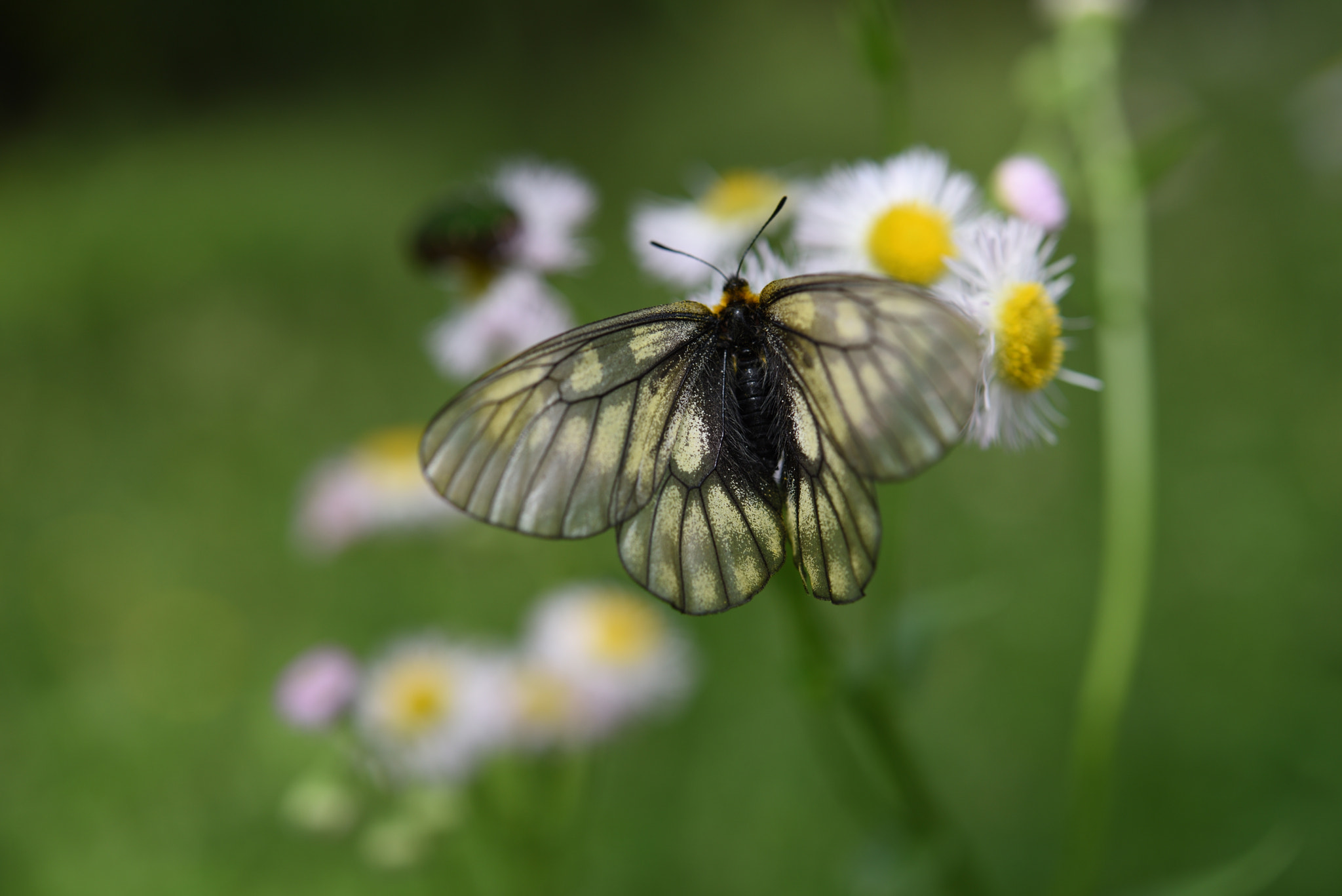 Nikon D750 + Nikon AF-S Micro-Nikkor 60mm F2.8G ED sample photo. チョウとハルジオン 白山・樹木公園 photography