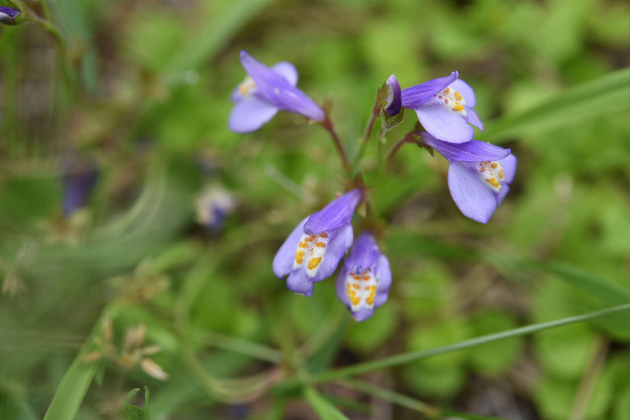 Nikon D750 sample photo. 散歩道の花 白山・樹木公園 photography