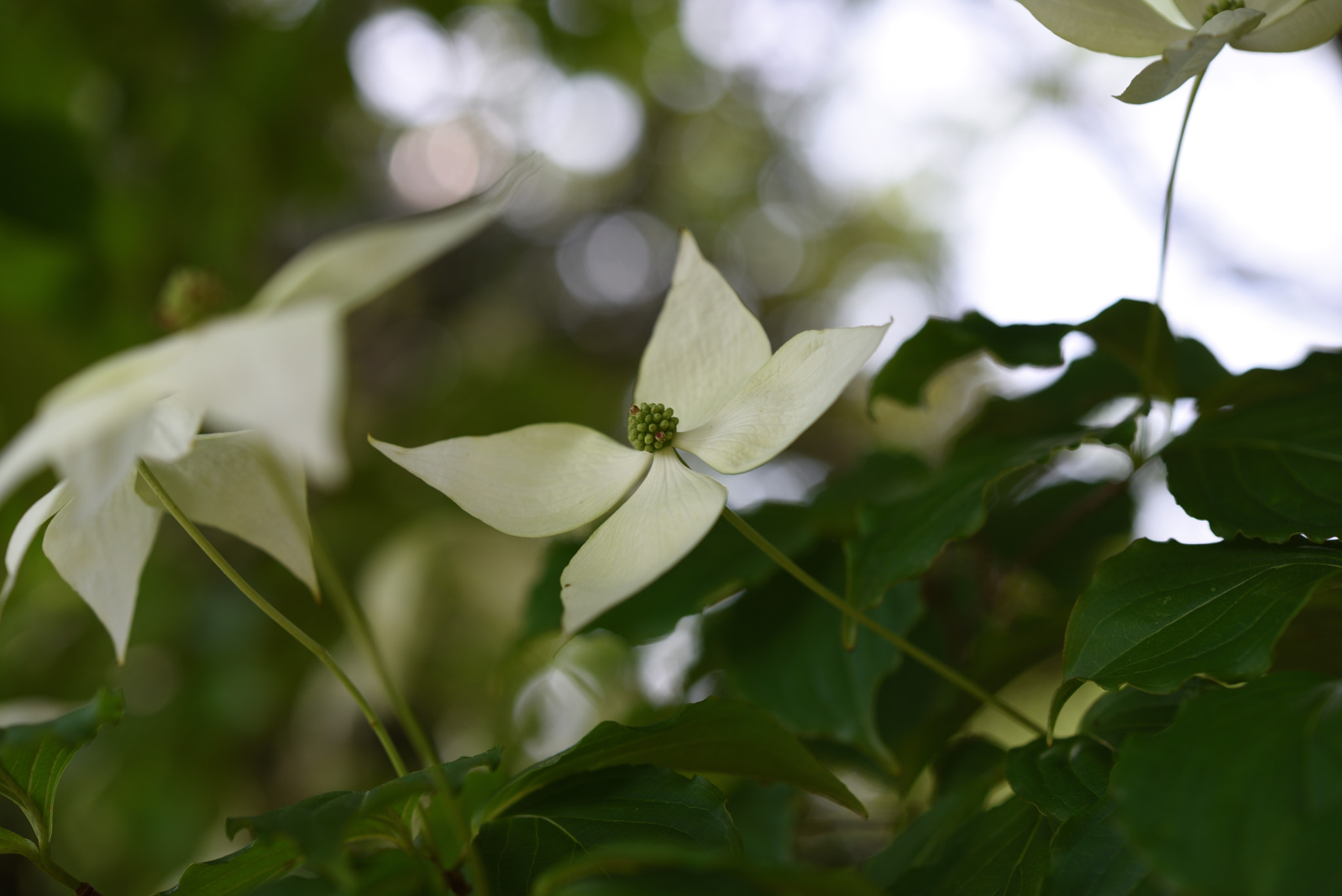 Nikon AF-S Micro-Nikkor 60mm F2.8G ED sample photo. ヤマボウシ 白山・樹木公園 photography