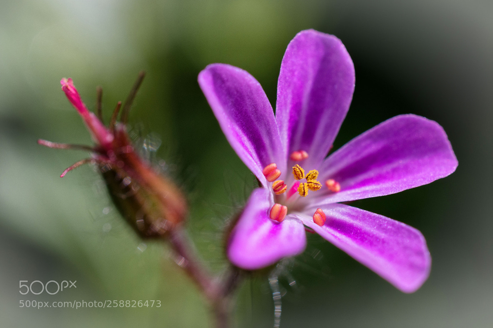 Nikon D7200 sample photo. Storchenschnabel photography