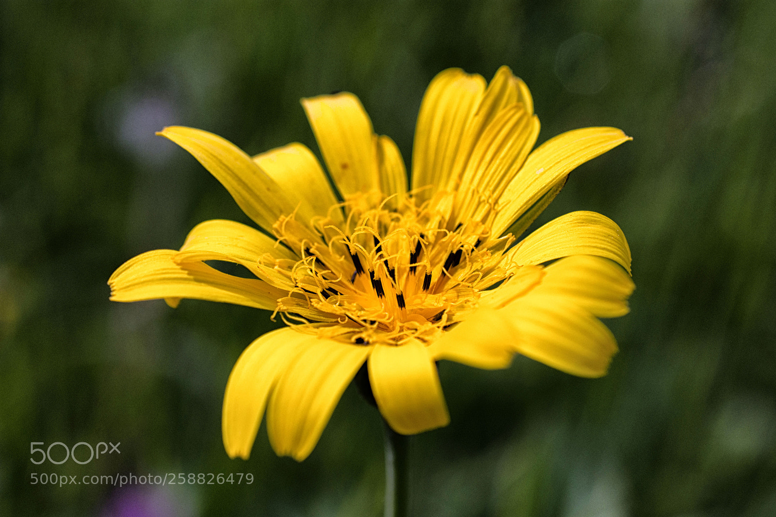 Nikon D7200 sample photo. Wiesenbocksbart photography