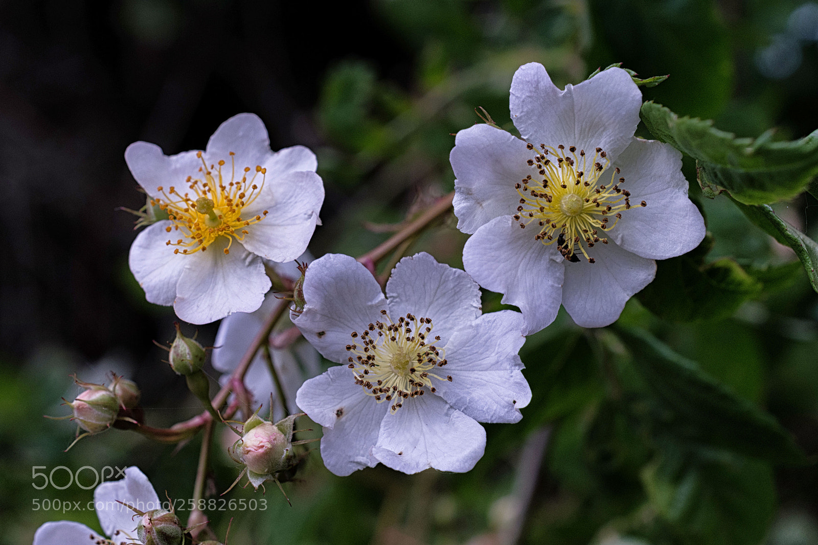 Nikon D7200 sample photo. Feldrosen photography