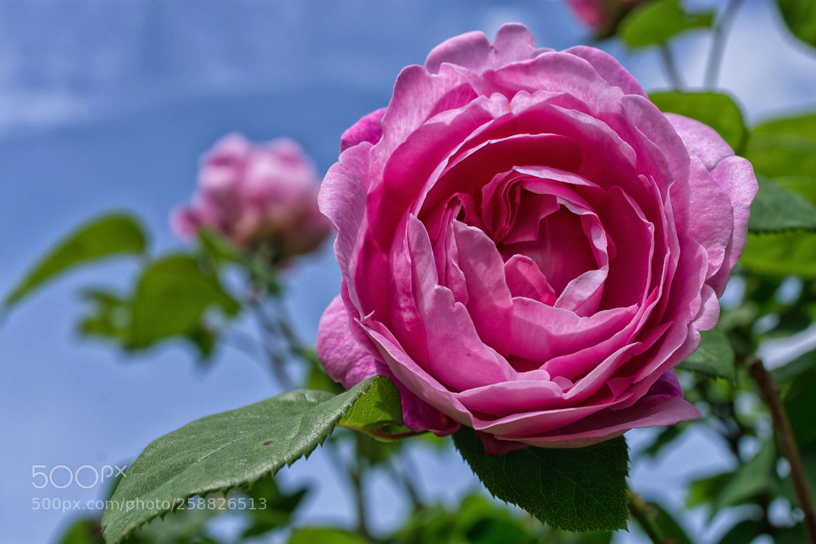 Nikon D7200 sample photo. Kletterrose photography