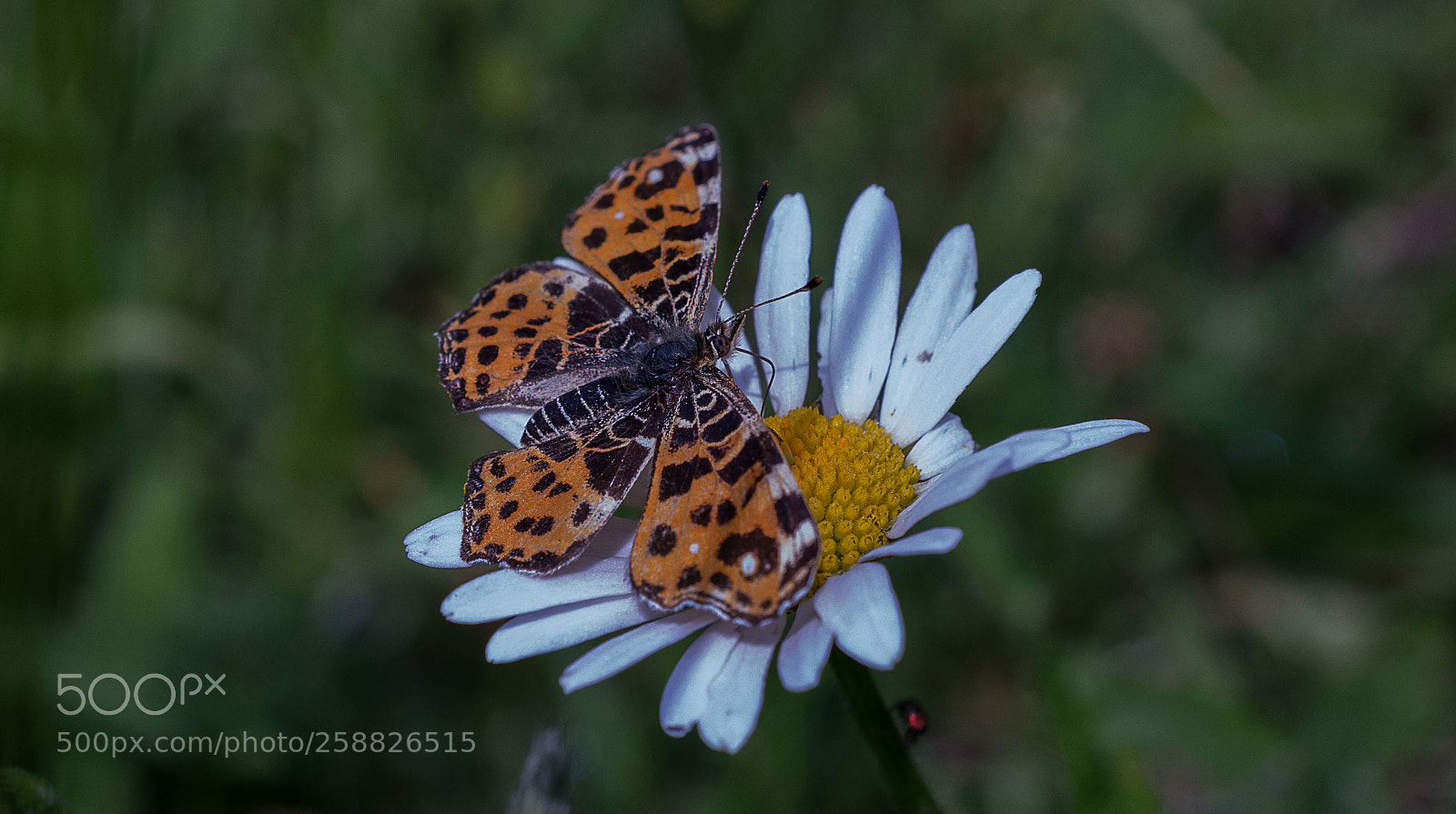 Nikon D7200 sample photo. Landkärtchen photography
