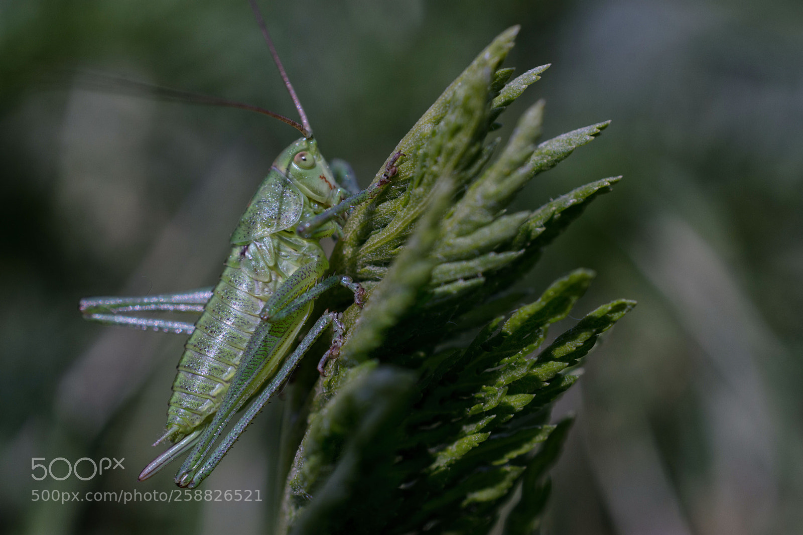 Nikon D7200 sample photo. Punktierte zartschrecke photography