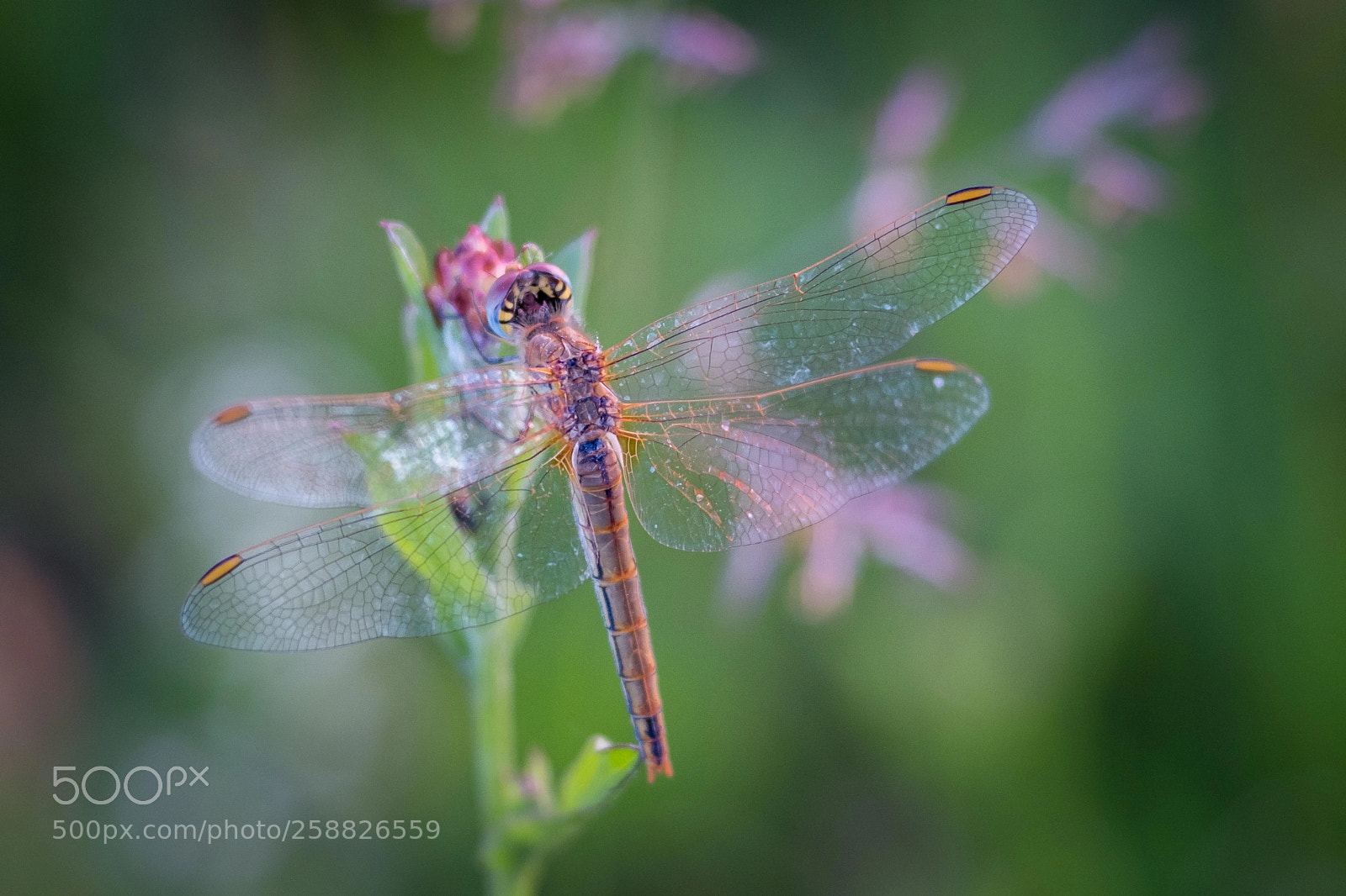 Fujifilm X-T2 sample photo. Dragonfly and old lens photography