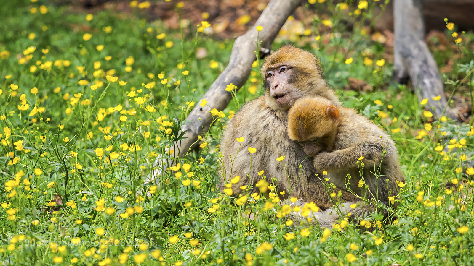 Olympus OM-D E-M1 Mark II sample photo. Monkey' s love photography