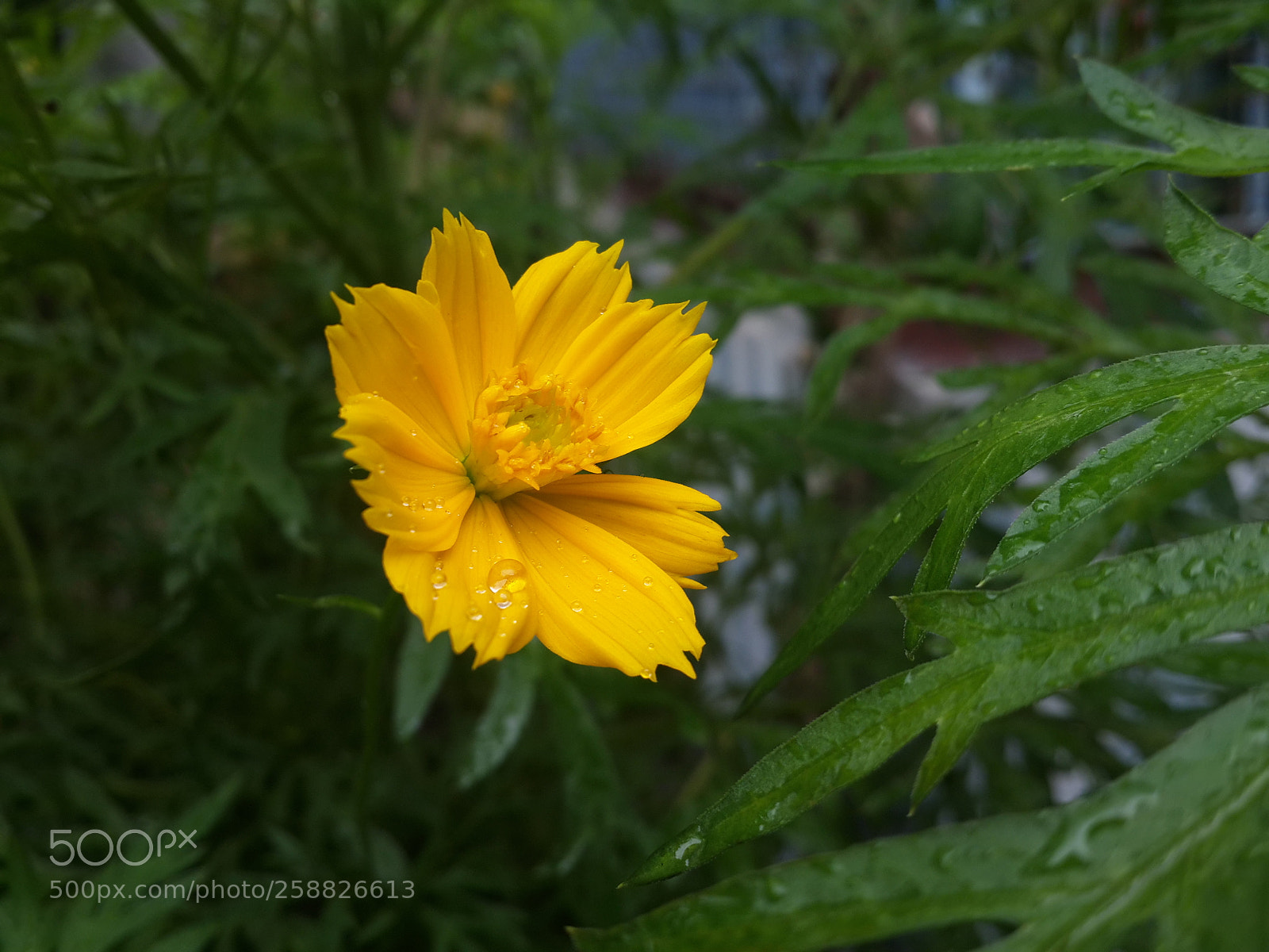 Samsung Galaxy S4 sample photo. 20160722_125301.jpg photography