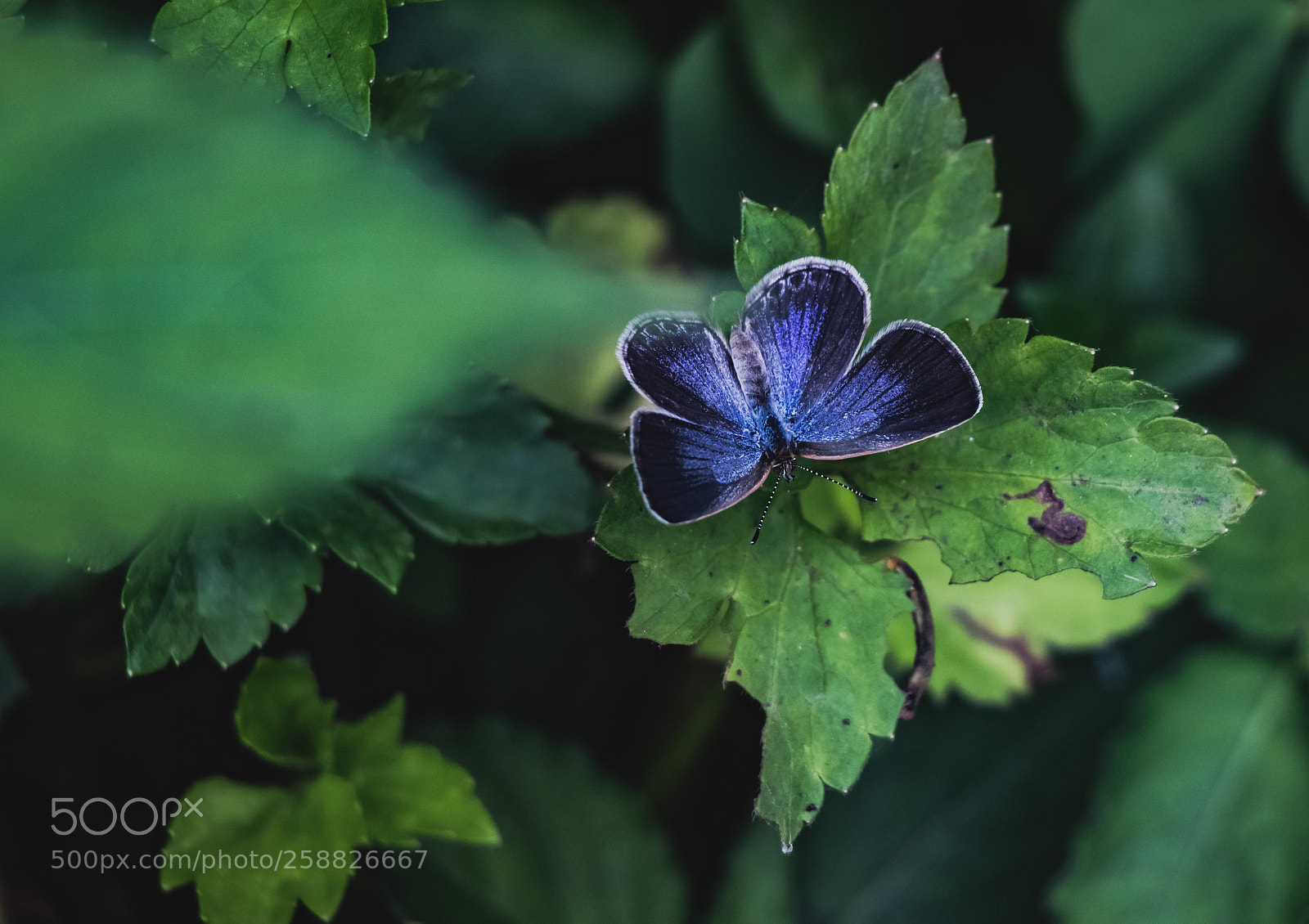 Canon EOS 80D sample photo. Stillness photography