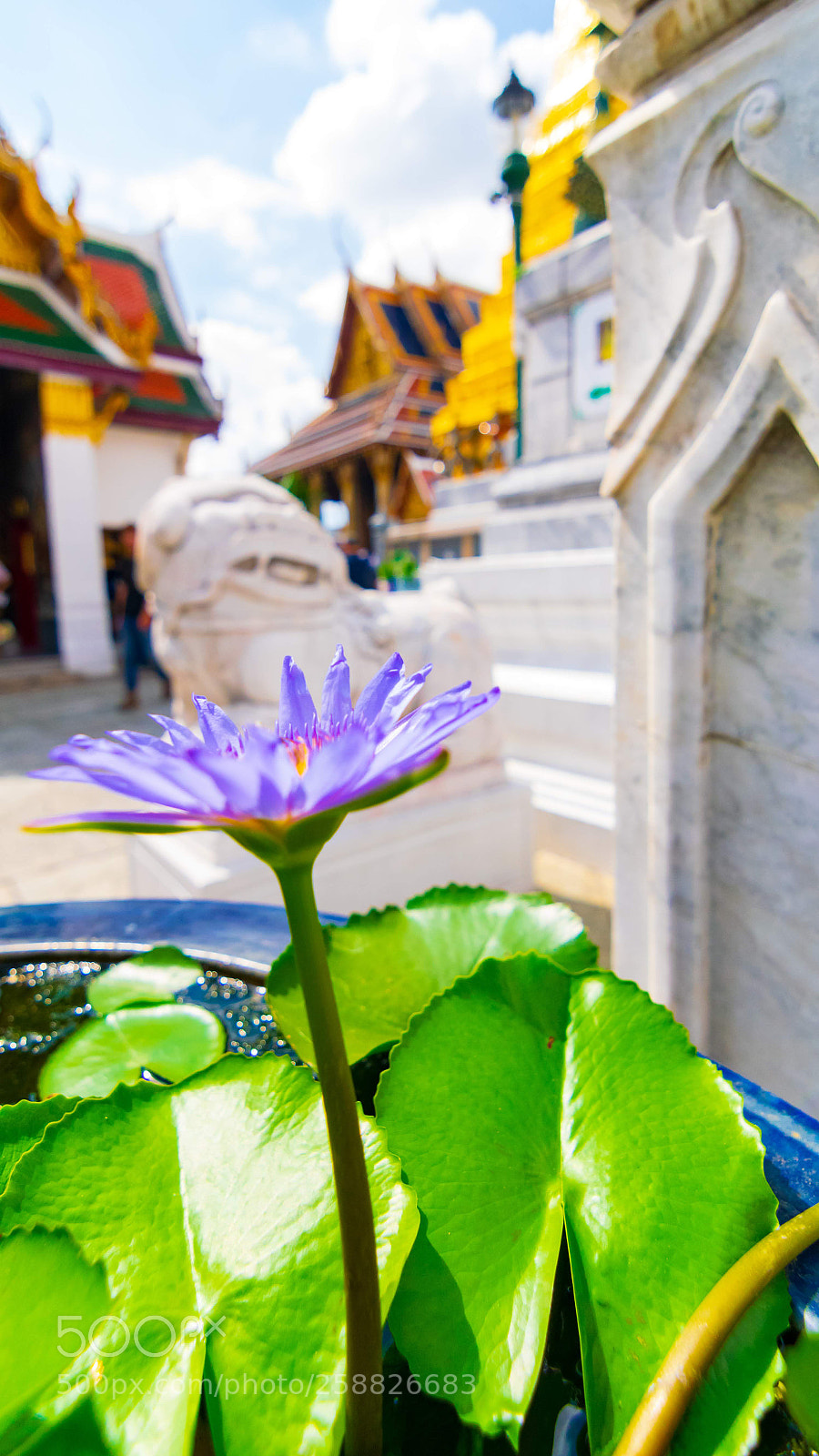 Nikon D5300 sample photo. Flower photography