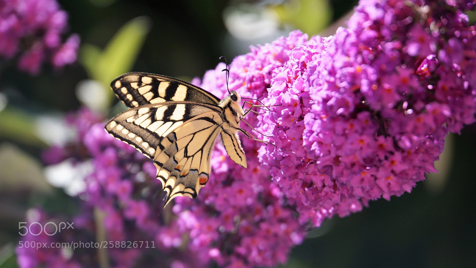 Sony a6000 sample photo. Butterfly bush photography