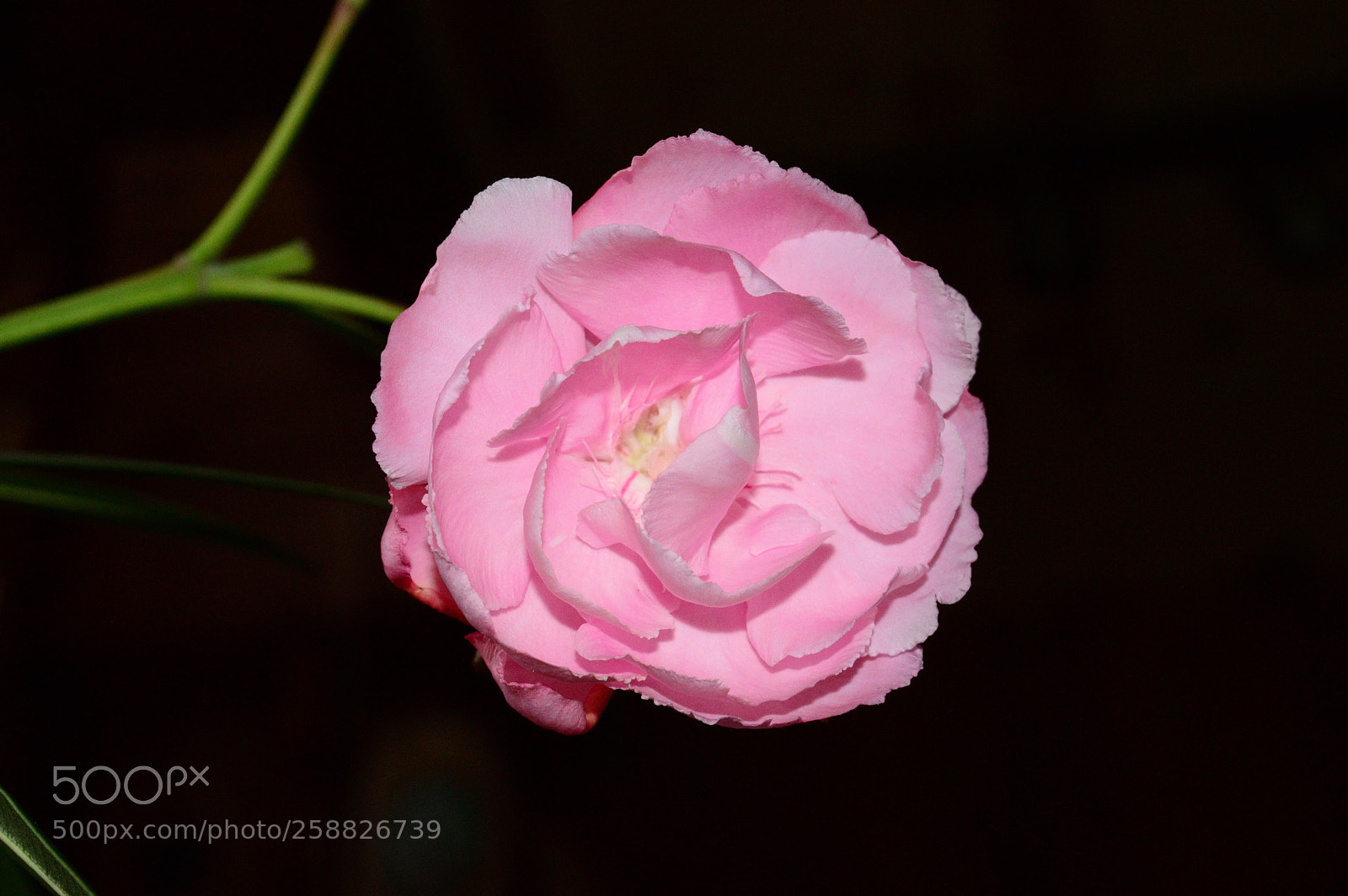 Nikon D3200 sample photo. Oleander photography