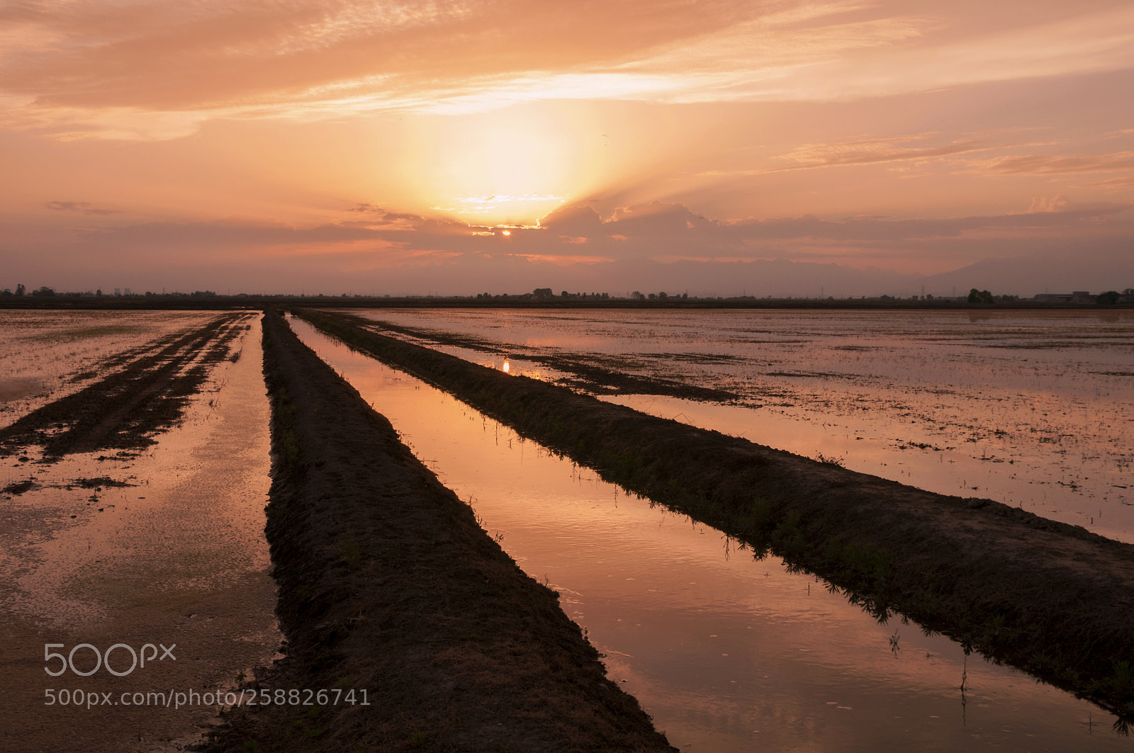 Nikon D90 sample photo. Paddies at sunset photography