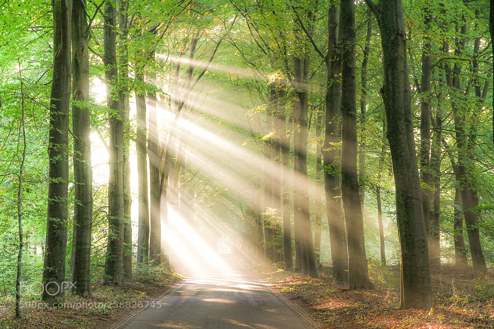 Canon EOS 7D sample photo. Lightbeams in the forest photography