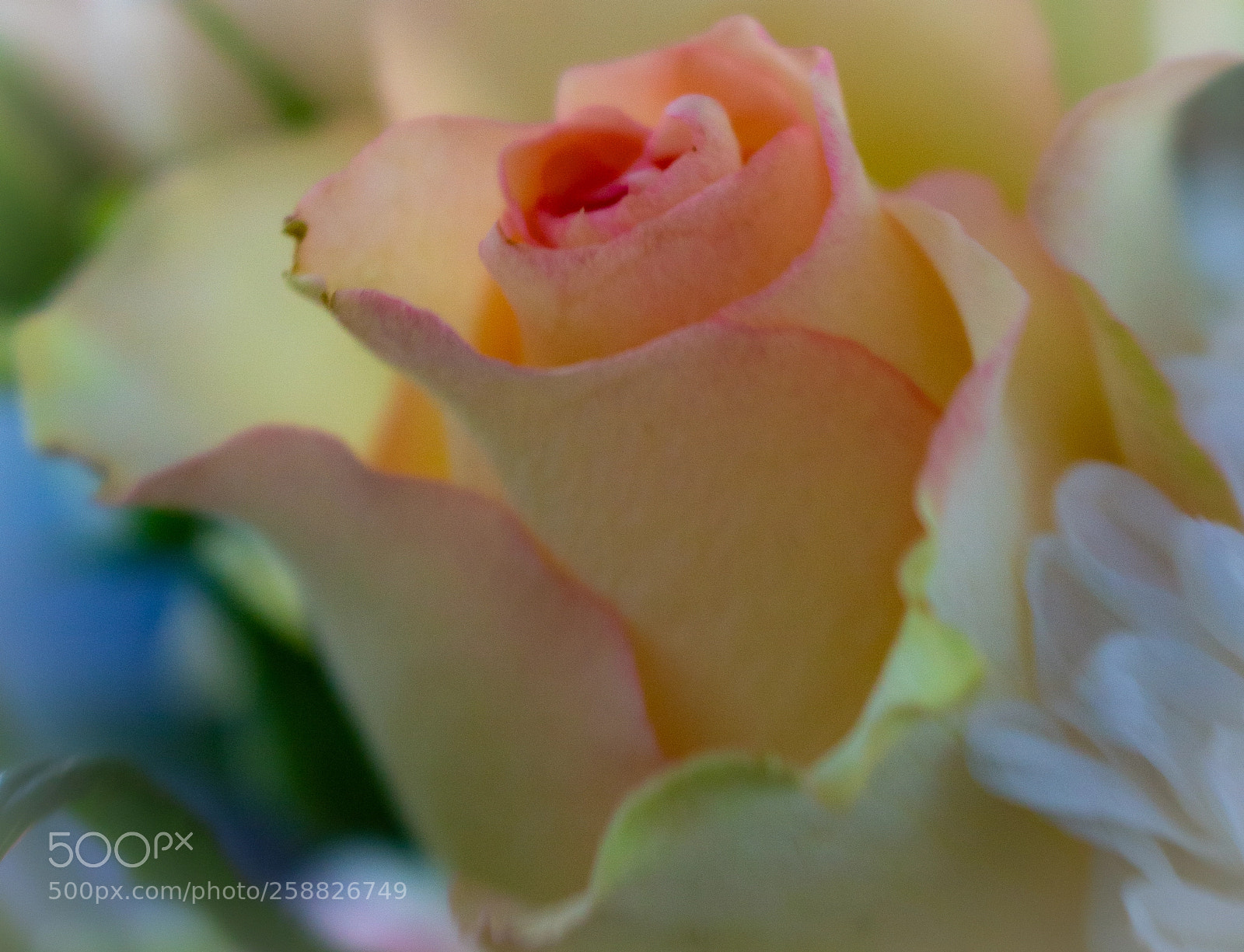 Canon EOS 700D (EOS Rebel T5i / EOS Kiss X7i) sample photo. Img photography